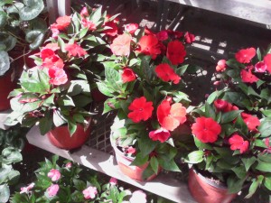 10-De paseo en_Home Depot_mall Walmart_31-mayo-2015