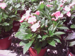 9-De paseo en_Home Depot_mall Walmart_31-mayo-2015